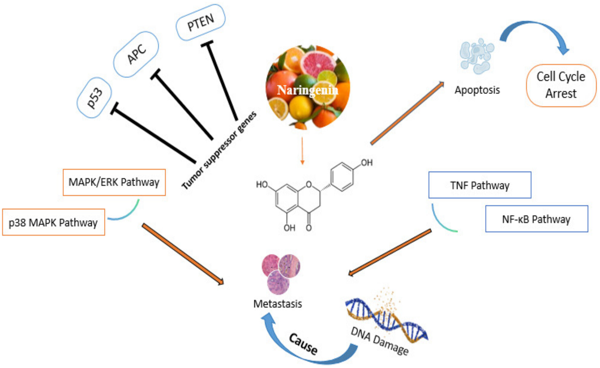 An Updated Review of the Anticancer Mechanisms and Therapeutic Potential of Naringenin