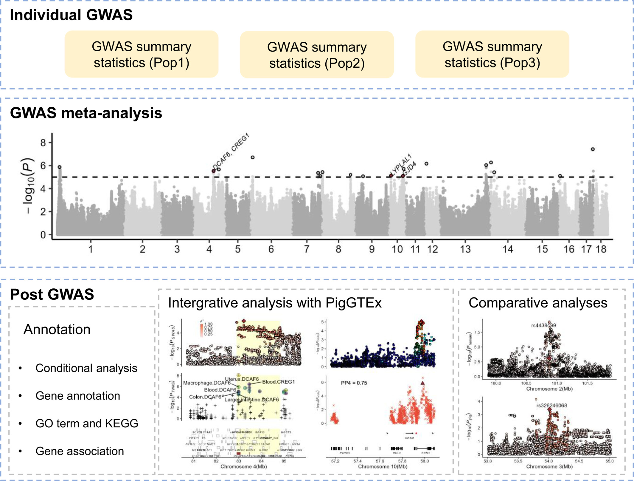 Integrating meta-analysis of genome-wide association study with Pig Genotype-Tissue Expression resources uncovers the genetic architecture for age at first farrowing in pigs