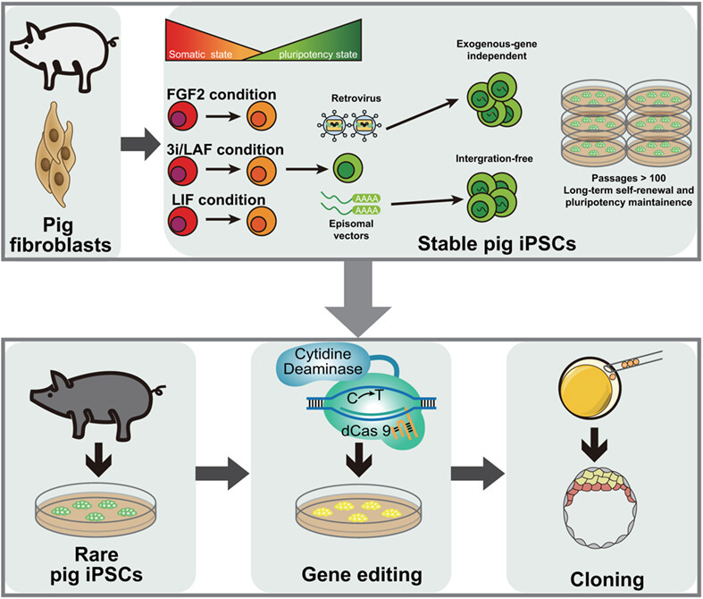 Generation of stable integration-free pig induced pluripotent stem cells under chemically defined culture condition