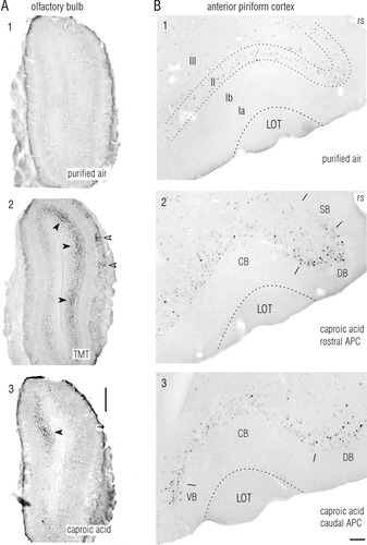 Details are in the caption following the image Details are in the caption following the image
