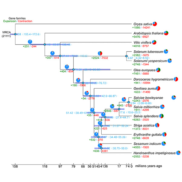 Insights into salvianolic acid B biosynthesis from chromosome-scale assembly of the Salvia bowleyana genome