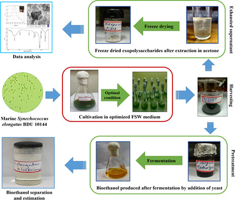 Co-production of bioethanol and commercially important exopolysaccharides from the marine cyanobacterium Synechococcus elongatus BDU 10144 in a novel low-cost seawater-fertilizer-based medium