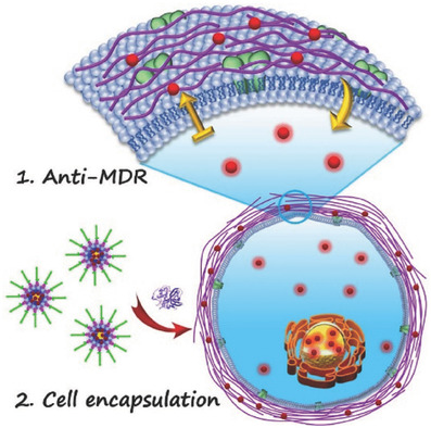 A Transformable Chimeric Peptide for Cell Encapsulation to Overcome Multidrug Resistance