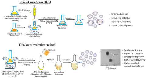 Liposomes loaded with betel leaf (Piper betle L.) ethanolic extract prepared by thin film hydration and ethanol injection methods: Characteristics and antioxidant activities