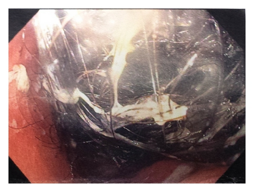 Details are in the caption following the image Details are in the caption following the image