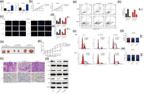 LINC00707 promotes hepatocellular carcinoma progression through activating ERK/JNK/AKT pathway signaling pathway