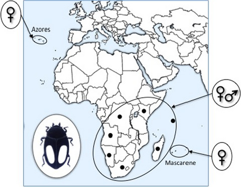 First case of parthenogenesis in ladybirds (Coleoptera: Coccinellidae) suggests new mechanisms for the evolution of asexual reproduction