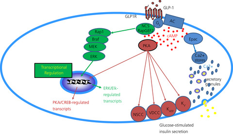 Cyclic AMP-dependent activation of ERK via GLP-1 receptor signalling requires the neuroendocrine cell-specific guanine nucleotide exchanger NCS-RapGEF2
