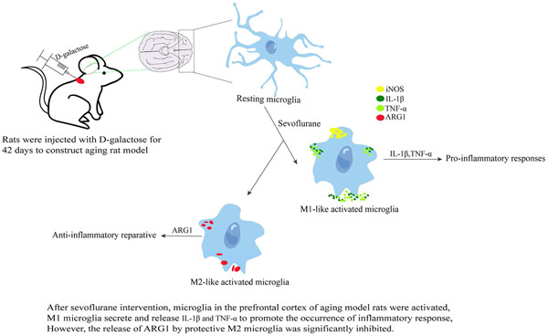Study on the effect of sevoflurane on the cognitive function of aged rats based on the activation of cortical microglia