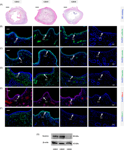 Details are in the caption following the image Details are in the caption following the image