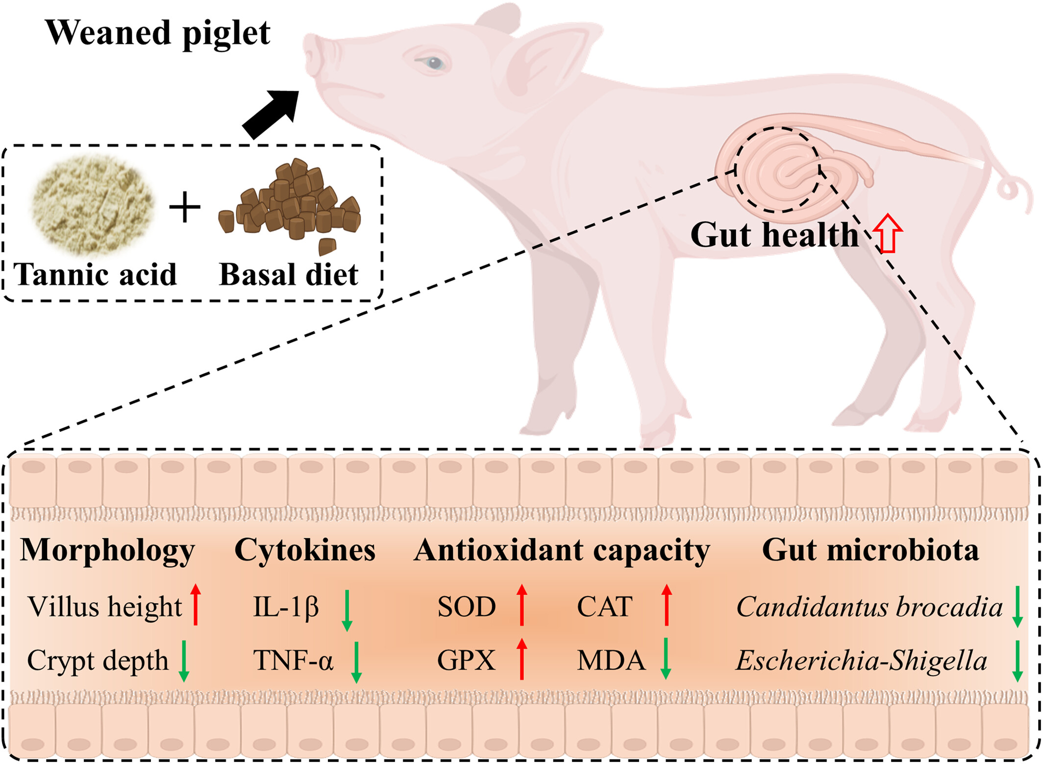 Tannic acid extracted from gallnut improves intestinal health with regulation of redox homeostasis and gut microbiota of weaned piglets Issue 1, 2024