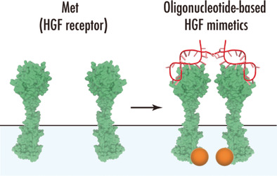 Oligonucleotide-Based Mimetics of Hepatocyte Growth Factor