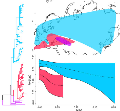 Phylogeography and population history of the least weasel (Mustela nivalis) in the Palearctic based on multilocus analysis