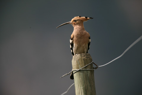 Disentangling the spatial and temporal causes of decline in a bird population