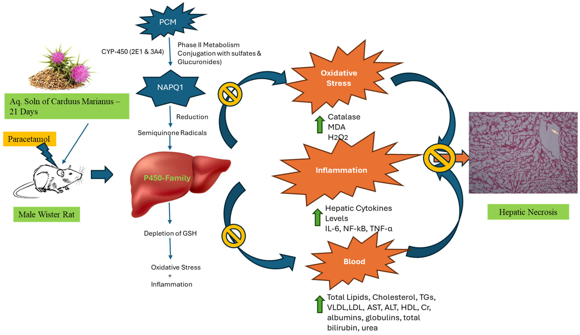 Evaluation of Nutraceutical Potential of Carduus marianus: Antioxidant and Hepatoprotective Effects in Paracetamol-Induced Hepatotoxicity and GC–MS Analysis