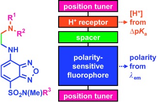 Multiplexing Sensory Molecules Map Protons Near Micellar Membranes