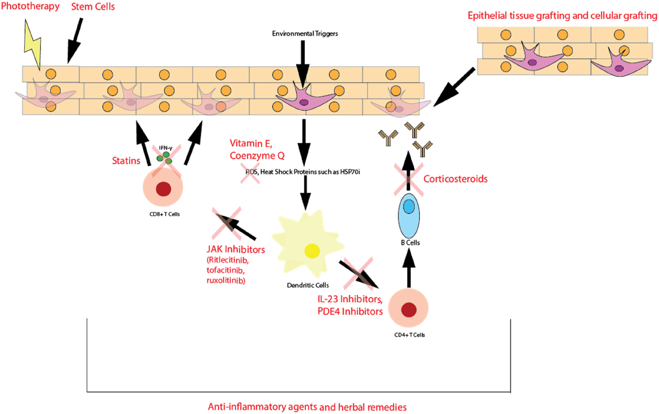 Vitiligo: From mechanisms of disease to treatable pathways
