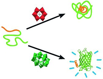 Polyoxometalates as Inhibitors of the Aggregation of Amyloid β Peptides Associated with Alzheimer’s Disease