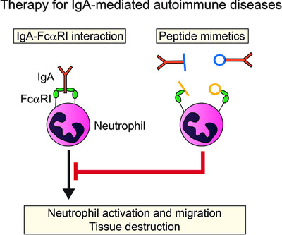 Peptide mimetics of immunoglobulin A (IgA) and FcαRI block IgA-induced human neutrophil activation and migration