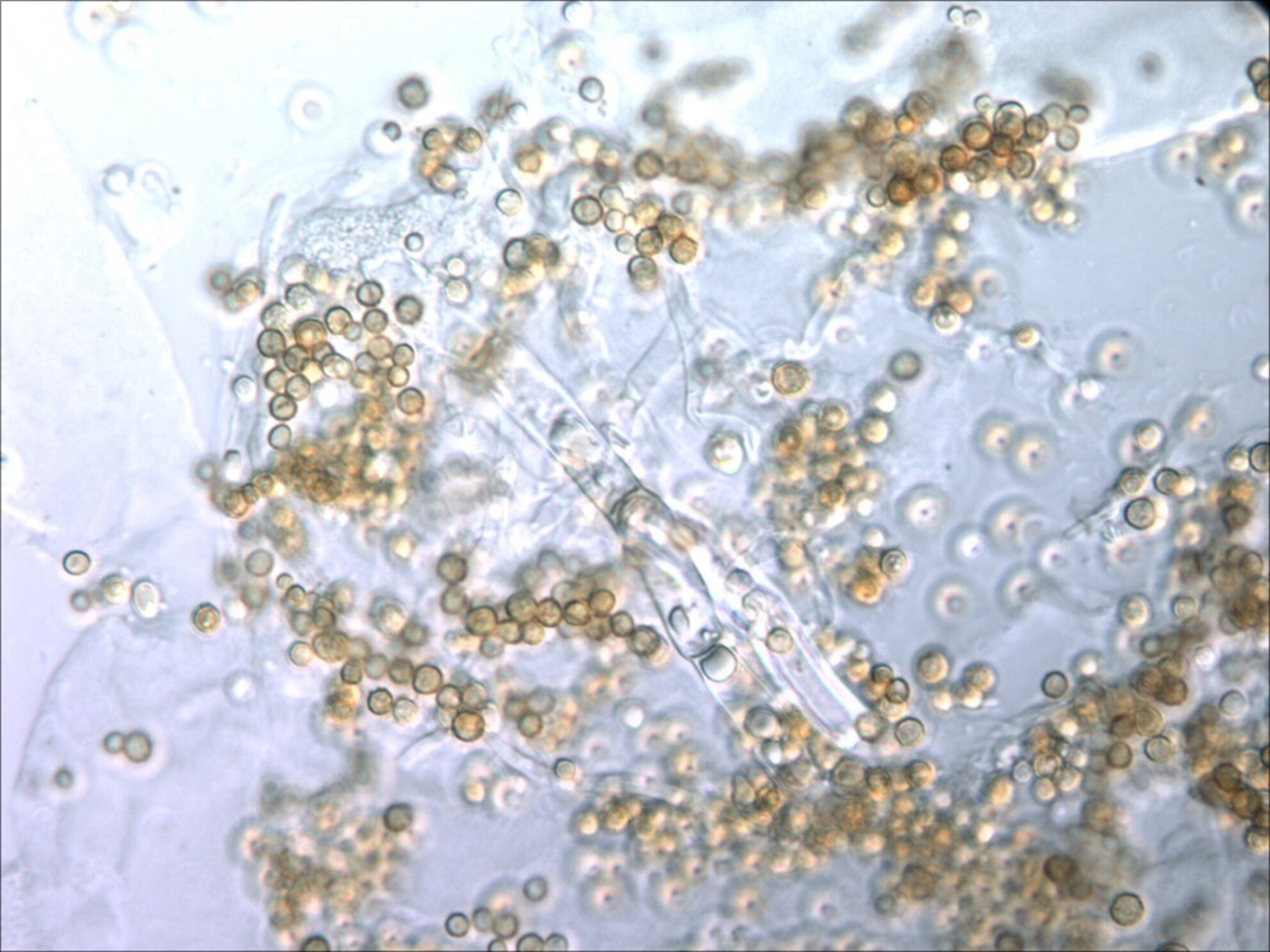 An Aspergillus flavus strain from bee bread of the Western honey bee (Apis mellifera) displays adaptations to distinctive features of the hive environment