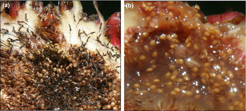 Differentiation during fig ontogeny suggests opposing selection by mutualists