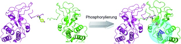 A Fluorescent Reporter of the Phosphorylation Status of the Substrate Protein STAT3