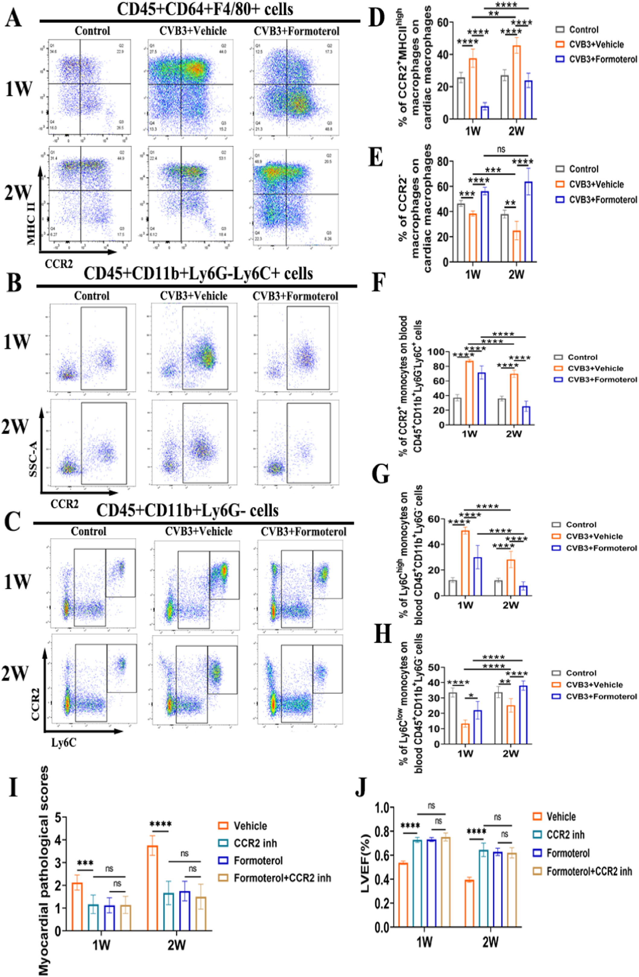 Formoterol Reduces the Pro-Inflammatory Phenotype by Enhancing the Activity of Glutaminase in Monocyte-Derived Macrophages in the CVB3-Induced Viral Myocarditis