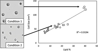 Comparison of Nile Red and Cell Size Analysis for High-Throughput Lipid Estimation Within Oleaginous Yeast