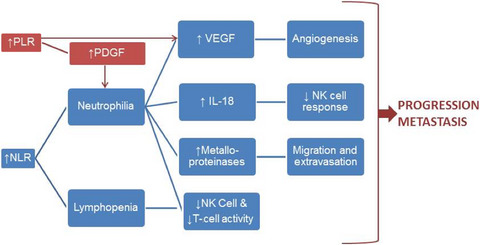 Predictive value of neutrophil to lymphocyte ratio and platelet to lymphocyte ratio in advanced hepatocellular carcinoma patients treated with anti–PD-1 therapy