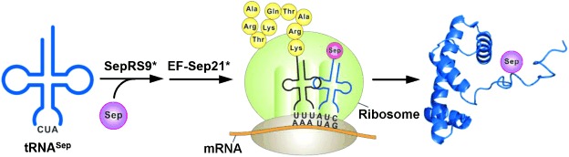 A Facile Strategy for Selective Incorporation of Phosphoserine into Histones