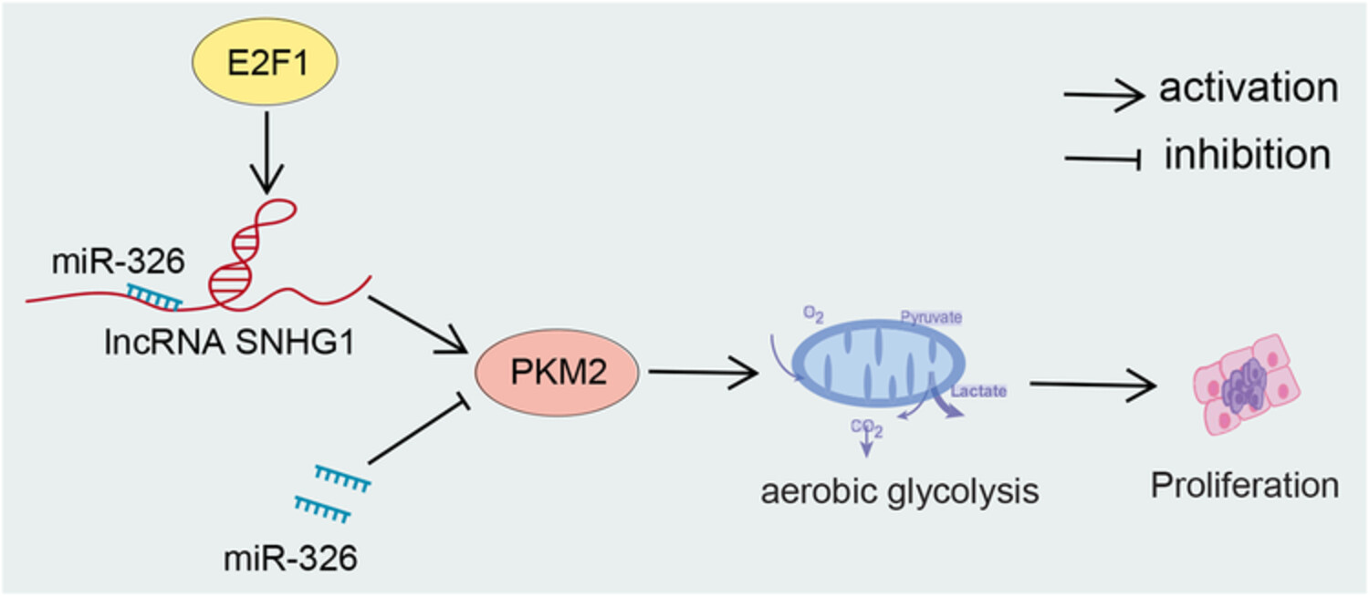 Long non-coding RNA SNHG1 activates glycolysis to promote hepatocellular cancer progression through the miR-326/PKM2 axis