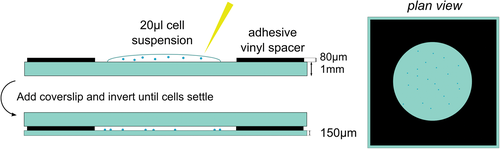 Details are in the caption following the image Details are in the caption following the image