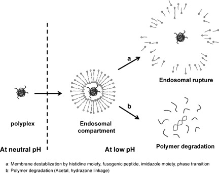 pH-Responsive Polymers as Gene Carriers