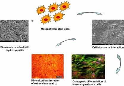 Mimicking Nanofibrous Hybrid Bone Substitute for Mesenchymal Stem Cells Differentiation into Osteogenesis