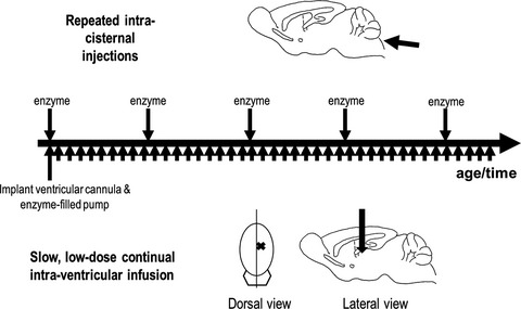 Low-dose, continuous enzyme replacement therapy ameliorates brain pathology in the neurodegenerative lysosomal disorder mucopolysaccharidosis type IIIA