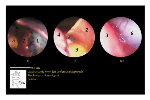 Details are in the caption following the image Details are in the caption following the image