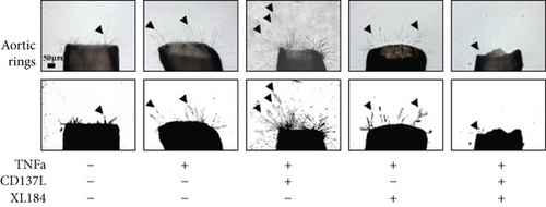 Details are in the caption following the image