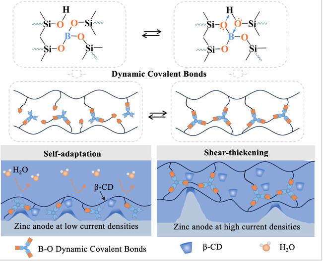 Dynamic Covalent Bonds Regulate Zinc Plating/Stripping Behaviors for High-Performance Zinc Ion Batteries