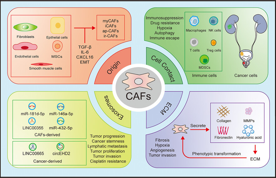 The role of cancer-associated fibroblasts in the tumour microenvironment of urinary system