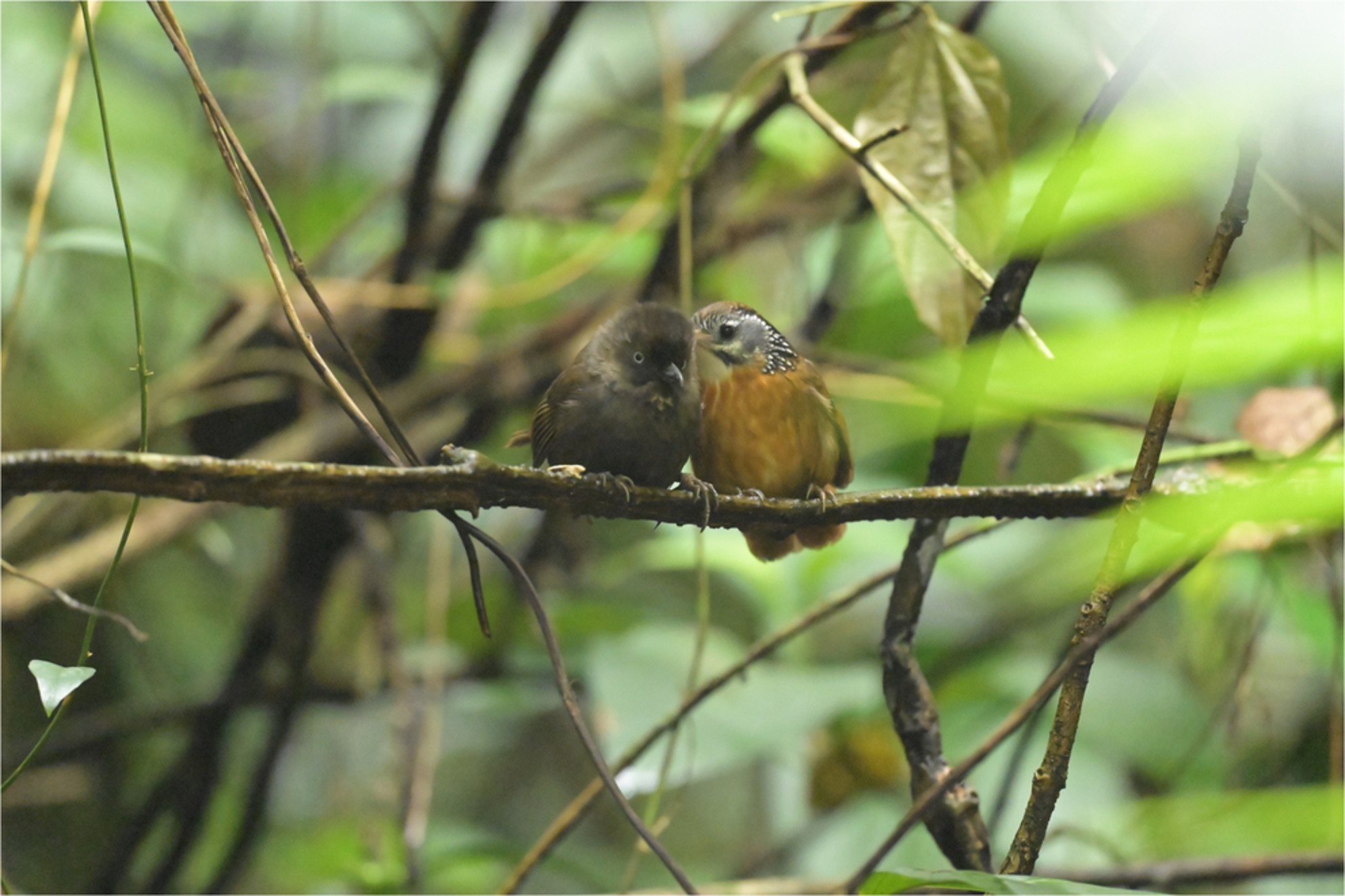 Intimacy across species boundaries: Interspecific allopreening between Spot-necked (Stachyris strialata) and Nonggang Babblers (S. nonggangensis)