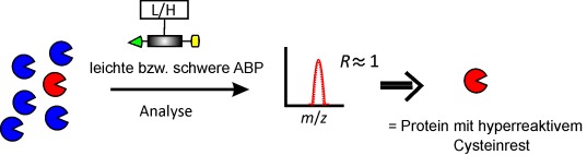 Hypersensible Reaktion auf hyperreaktive Cysteine