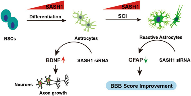 Depletion of SASH1, an astrocyte differentiation-related gene, contributes to functional recovery in spinal cord injury