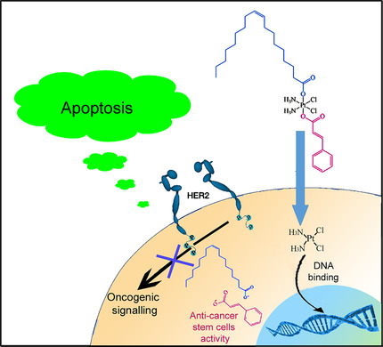 A Multi-action PtIV Conjugate with Oleate and Cinnamate Ligands Targets Human Epithelial Growth Factor Receptor HER2 in Aggressive Breast Cancer Cells