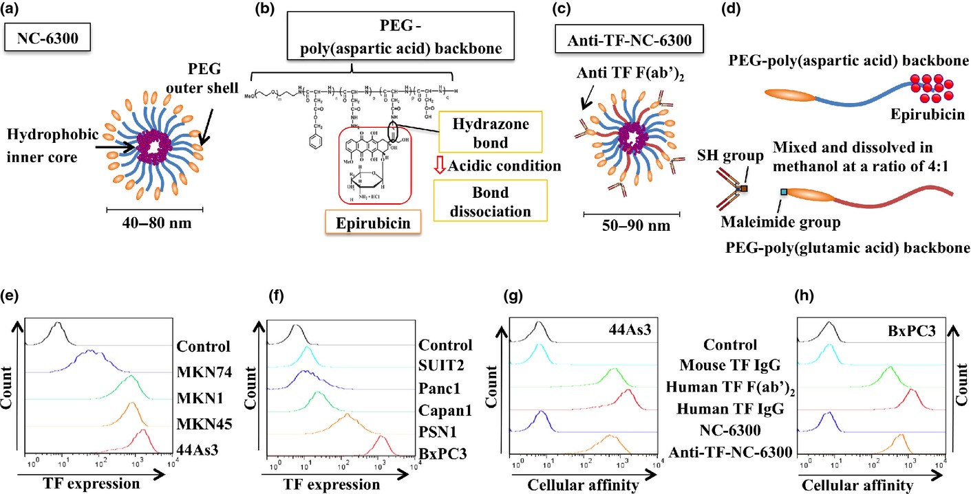 Enhanced antitumor effect of anti-tissue factor antibody-conjugated epirubicin-incorporating micelles in xenograft models