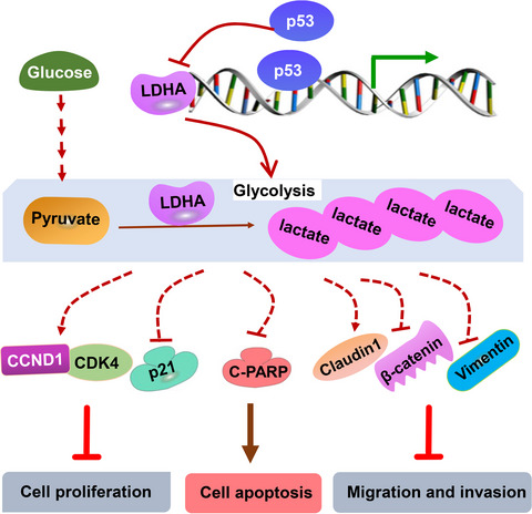 p53/Lactate dehydrogenase A axis negatively regulates aerobic glycolysis and tumor progression in breast cancer expressing wild-type p53