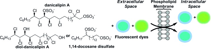 Biological Investigations of (+)-Danicalipin A Enabled Through Synthesis