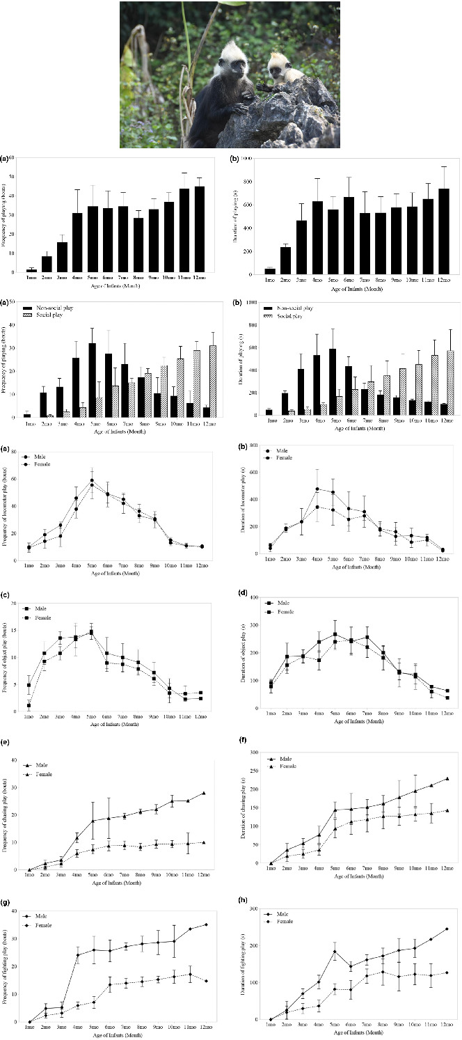 Pattern of play behavior in infant (age 1 to 12 months) white-headed langurs in limestone forests, southwest China