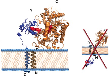 Reconstitution of the Cytb5–CytP450 Complex in Nanodiscs for Structural Studies using NMR Spectroscopy