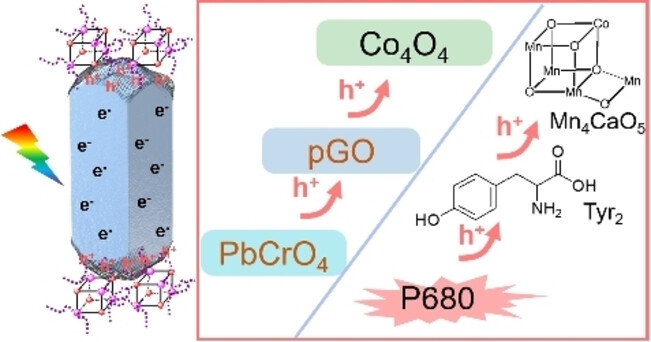 Graphene Mediates Charge Transfer between Lead Chromate and a Cobalt Cubane Cocatalyst for Photocatalytic Water Oxidation