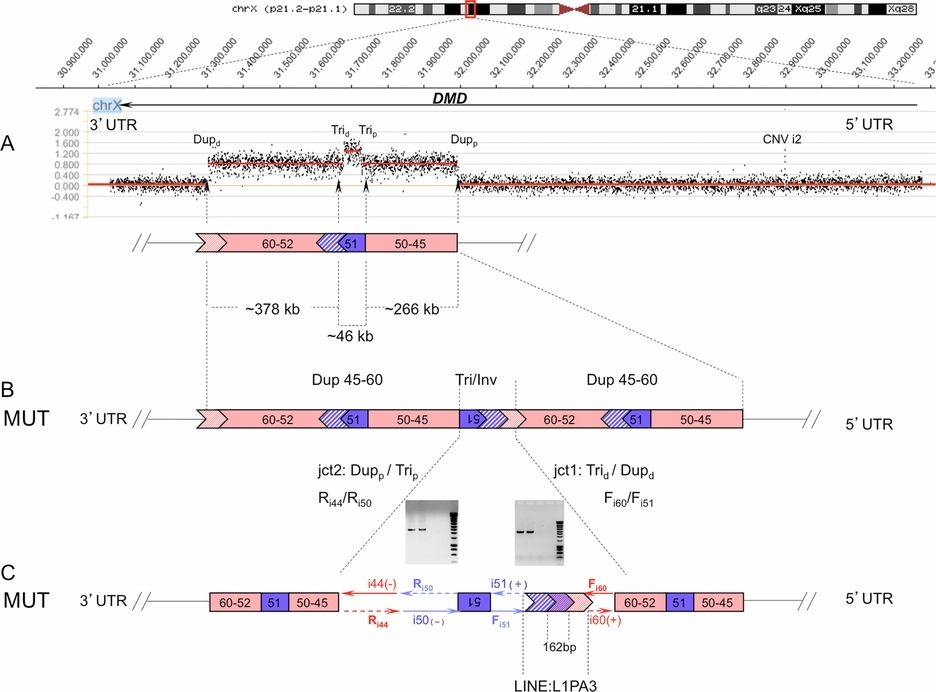 A New Coding System for Metabolic Disorders Demonstrates Gaps in the International Disease Classifications ICD-10 and SNOMED-CT, Which Can Be Barriers to Genotype–Phenotype Data Sharing